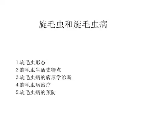 《旋毛虫》ppt课件