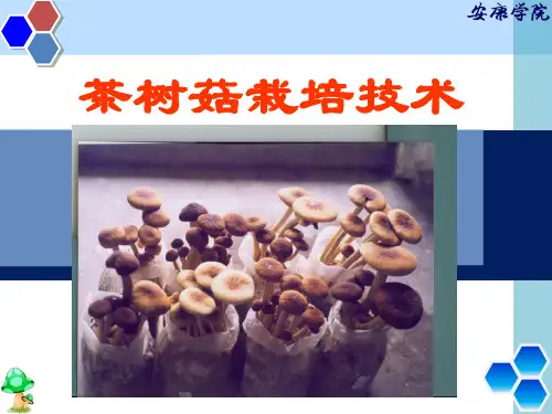 茶树菇栽培技术教材