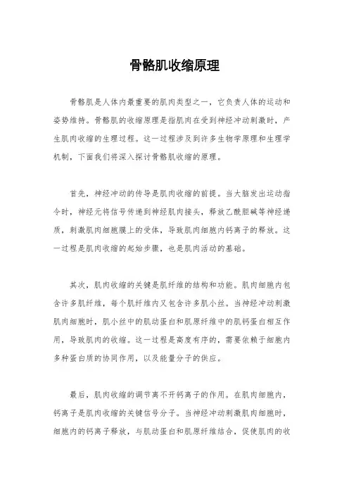 骨骼肌收缩原理
