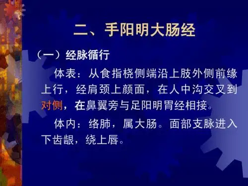 2.手阳明大肠经