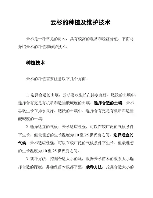 云杉的种植及维护技术