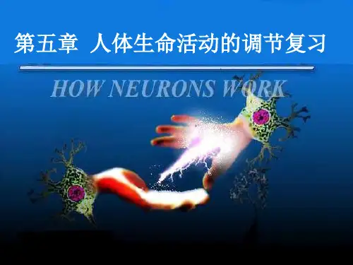 《人体生命活动的调节》复习课件(共43张PPT) (共43张PPT)