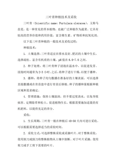 三叶青种植技术及采收