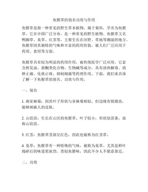 鱼腥草的别名功效与作用