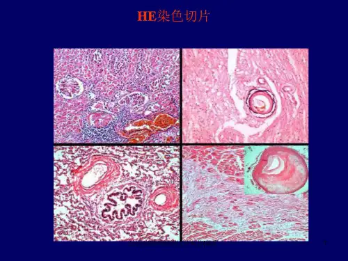 法医病理学组织切片制作精彩课件