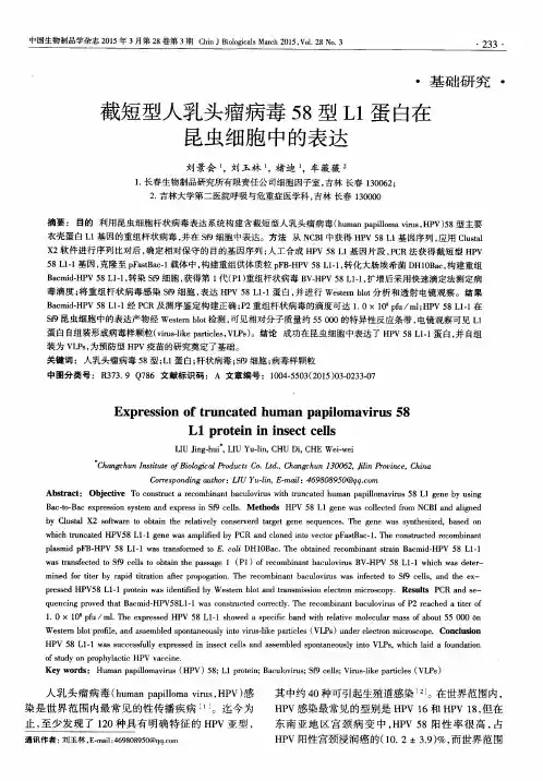 截短型人乳头瘤病毒58型L1蛋白在昆虫细胞中的表达