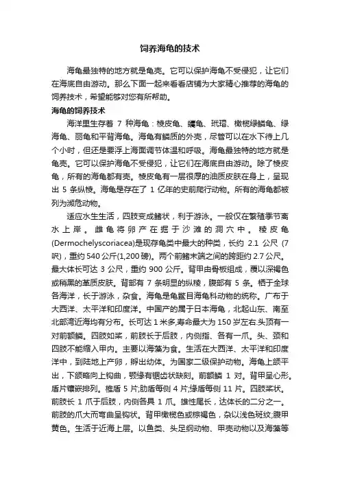 饲养海龟的技术