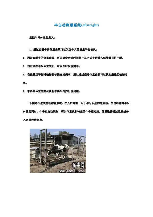 牛自动称重系统