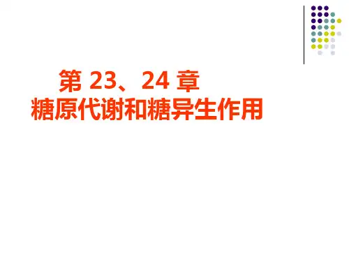 大学课程生物化学第23-24 章糖原的分解与异生课件
