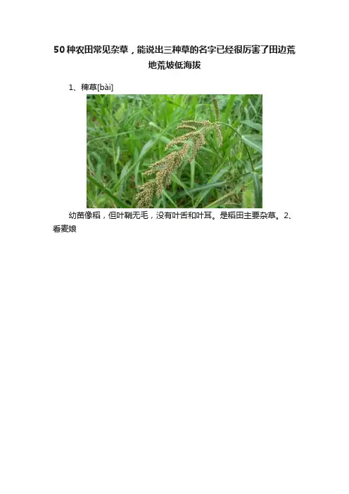 50种农田常见杂草，能说出三种草的名字已经很厉害了田边荒地荒坡低海拔