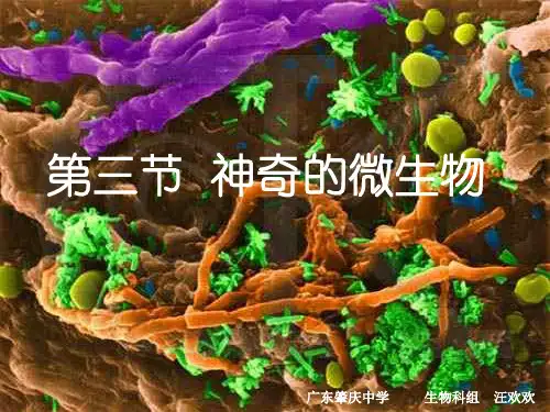 苏教版八年级上册生物：第三节 神奇的微生物