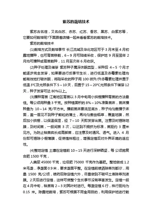 紫苏的栽培技术