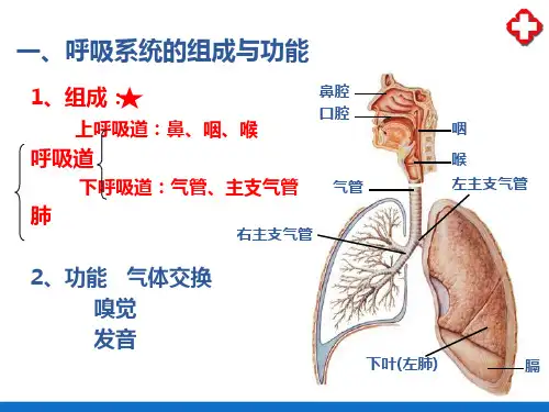 呼吸系统(人体解剖生理学)