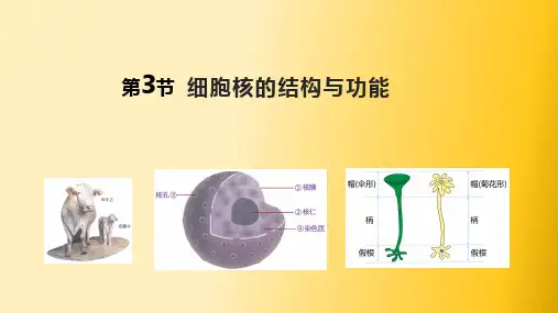 人教版高中生物必修一课件3.3 细胞核的结构和功能