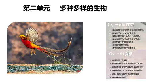 2.1.1藻类、苔藓植物和蕨类植物课件2024-2025学年人教版生物七年级上册