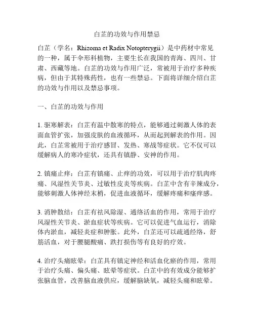白芷的功效与作用禁忌