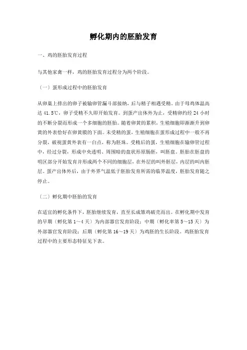 鸡胚胎发育图