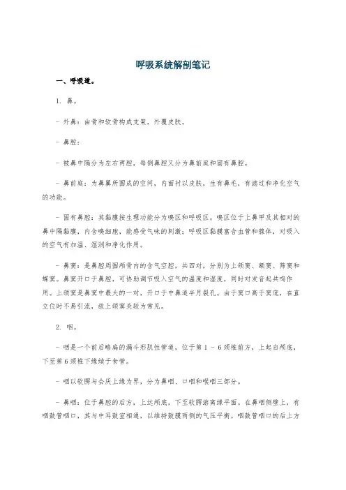 呼吸系统解剖笔记