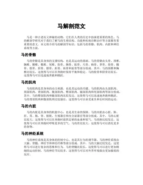 马解剖范文