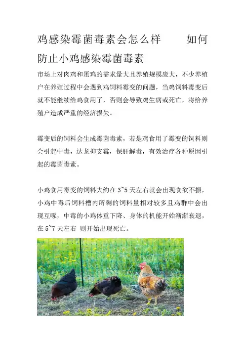鸡感染霉菌毒素会怎么样如何防止小鸡感染霉菌毒素