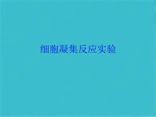 细胞凝集反应实验(共10张PPT)