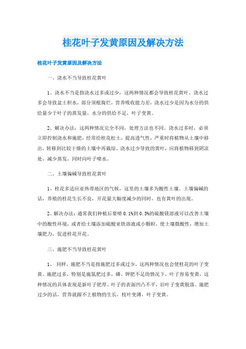 桂花叶子发黄原因及解决方法