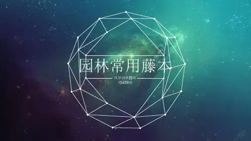 园林树木学园林常用藤本