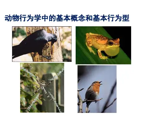动物行为的基本概念和行为型