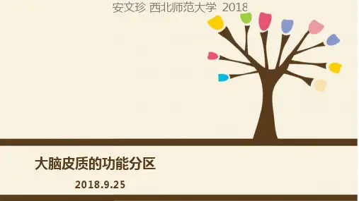 05-2大脑皮质的功能分区