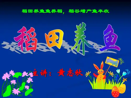 稻田养鱼