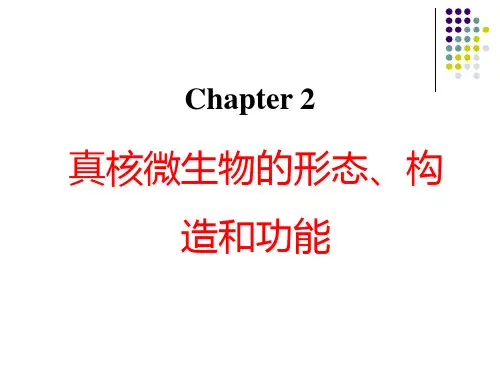 第二章_真核微生物的形态和构造-24