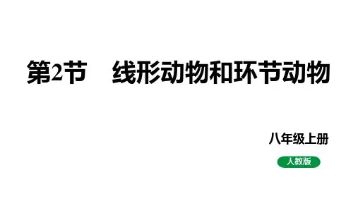 线形动物和环节动物ppt课件