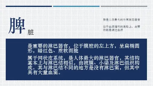 脾脏 组织学课程PPT