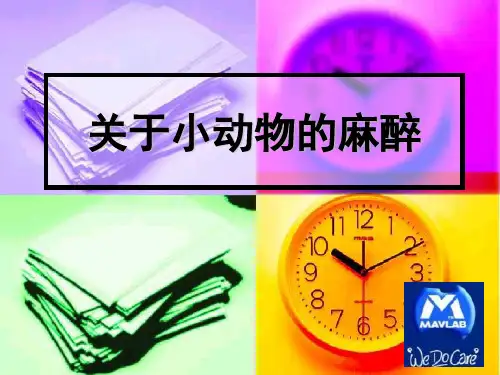 小动物麻醉