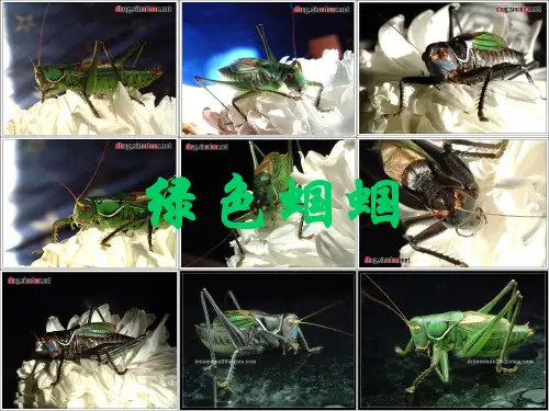 绿色蝈蝈 (1)