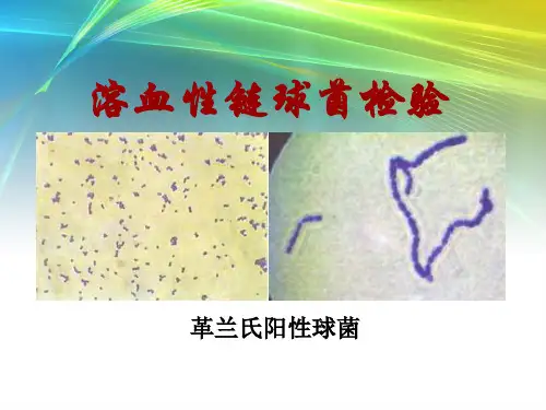 溶血性链球菌检验