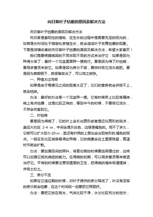 向日葵叶子枯萎的原因及解决方法