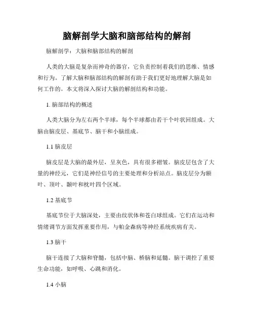 脑解剖学大脑和脑部结构的解剖