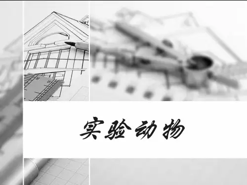 实验动物简介