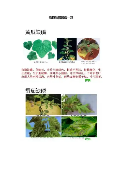 植物缺磷图谱一览