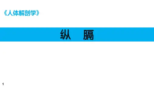 人体解剖学课件：纵膈 
