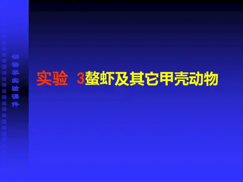 螯虾解剖