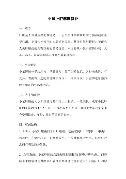 小鼠肝脏解剖特征