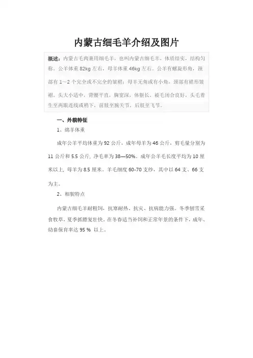内蒙古细毛羊介绍及图片