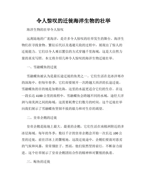 令人惊叹的迁徙海洋生物的壮举