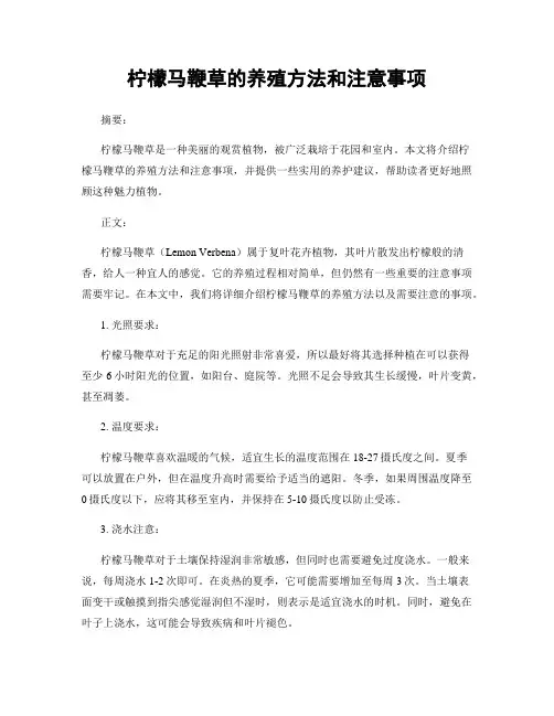 柠檬马鞭草的养殖方法和注意事项