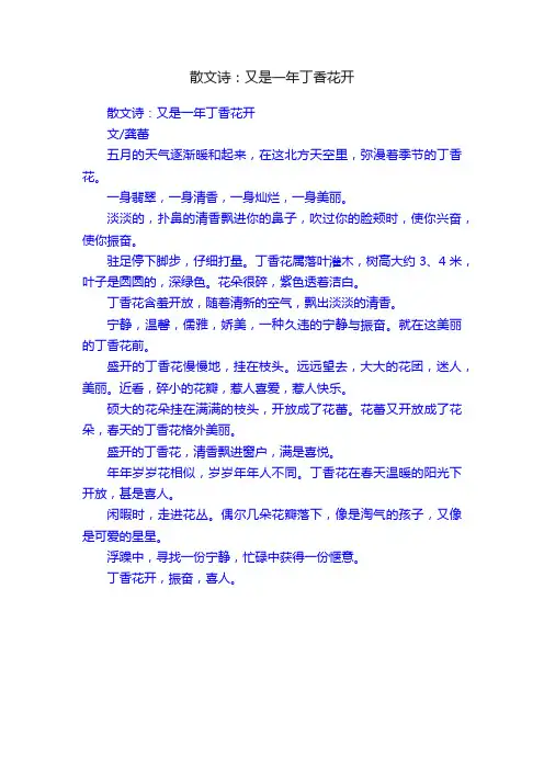 散文诗：又是一年丁香花开