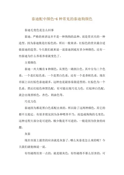 泰迪配中颜色-6种常见的泰迪狗颜色