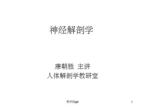 海马的结构及功能