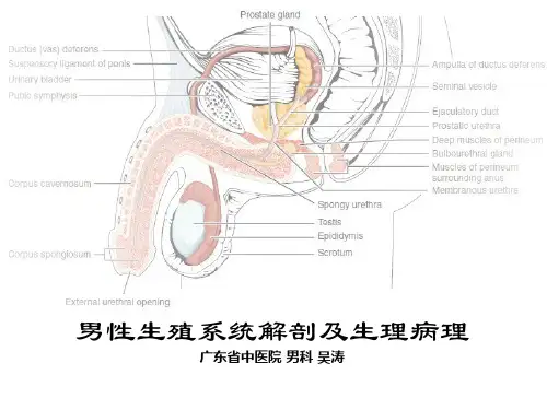 男性生殖系统解剖